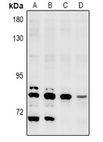 NEK5 Antibody - Western blot analysis of NEK5 expression in HEK293T (A), K562 (B), COS7 (C), MCF7 (D) whole cell lysates.