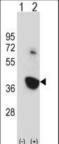 NEK6 Antibody - Western blot of Nek6 (arrow) using rabbit polyclonal Mouse Nek6 Antibody. 293 cell lysates (2 ug/lane) either nontransfected (Lane 1) or transiently transfected (Lane 2) with the Nek6 gene.