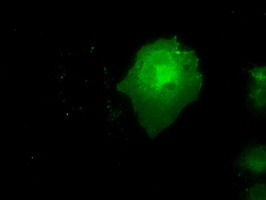 NEK6 Antibody - Anti-NEK6 mouse monoclonal antibody  immunofluorescent staining of COS7 cells transiently transfected by pCMV6-ENTRY NEK6.