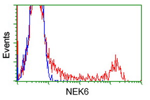 NEK6 Antibody - HEK293T cells transfected with either overexpress plasmid (Red) or empty vector control plasmid (Blue) were immunostained by anti-NEK6 antibody, and then analyzed by flow cytometry.