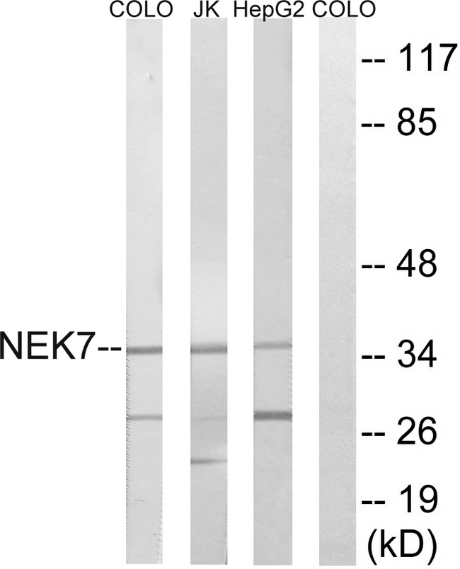 NEK7 Antibody - Western blot analysis of lysates from HepG2, Jurkat, and COLO cells, using NEK7 Antibody. The lane on the right is blocked with the synthesized peptide.