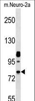 NEK8 Antibody - Mouse Nek8 Antibody western blot of mouse Neuro-2a cell line lysates (35 ug/lane). The Nek8 antibody detected the Nek8 protein (arrow).