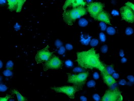 NEK9 Antibody - Anti-NEK9 mouse monoclonal antibody immunofluorescent staining of COS7 cells transiently transfected by pCMV6-ENTRY NEK9.