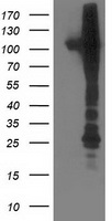 NEK9 Antibody - HEK293T cells were transfected with the pCMV6-ENTRY control (Left lane) or pCMV6-ENTRY NEK9 (Right lane) cDNA for 48 hrs and lysed. Equivalent amounts of cell lysates (5 ug per lane) were separated by SDS-PAGE and immunoblotted with anti-NEK9.