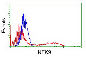 NEK9 Antibody - HEK293T cells transfected with either overexpress plasmid (Red) or empty vector control plasmid (Blue) were immunostained by anti-NEK9 antibody, and then analyzed by flow cytometry.