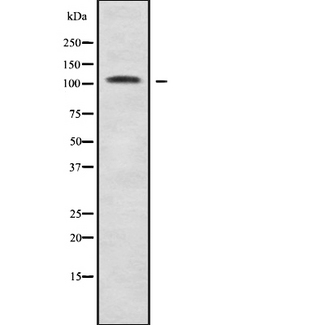 NEK9 Antibody - Western blot analysis Nek9 using A549 whole cells lysates