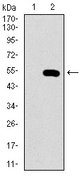 NELFA / WHSC2 Antibody - Western blot using WHSC2 monoclonal antibody against HEK293 (1) and WHSC2 (AA: 280-511)-hIgGFc transfected HEK293 (2) cell lysate.