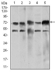 NELFA / WHSC2 Antibody - Western blot using WHSC2 mouse monoclonal antibody against Jurkat (1), HeLa (2), HEK293 (3), A549 (4), and SPC-A-1 (5) cell lysate.