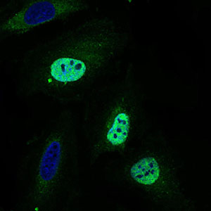 NELFA / WHSC2 Antibody - Immunofluorescence of HeLa cells using WHSC2 mouse monoclonal antibody (green). Blue: DRAQ5 fluorescent DNA dye.