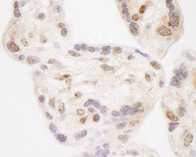 NELFA / WHSC2 Antibody - Detection of Human NELFA by Immunohistochemistry. Sample: FFPE section of human placenta. Antibody: Affinity purified rabbit anti-NELFA used at a dilution of 1:1000 (1 ug/ml). Detection: DAB.