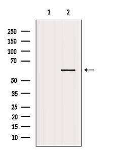 NELFA / WHSC2 Antibody