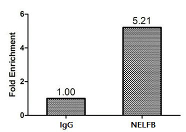 NELFB / COBRA1 Antibody