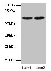 NELFB / COBRA1 Antibody - Western Blot All lanes: Negative elongation factor B antibody at 2µg/ml Lane 1: NIH/3T3 whole cell lysate Lane 2: HL60 whole cell lysate Secondary Goat polyclonal to rabbit IgG at 1/15000 dilution Predicted band size: 64 kDa Observed band size: 64 kDa