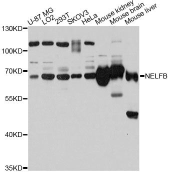 NELFB / COBRA1 Antibody - Western blot analysis of extracts of various cell lines, using NELFB antibody at 1:3000 dilution. The secondary antibody used was an HRP Goat Anti-Rabbit IgG (H+L) at 1:10000 dilution. Lysates were loaded 25ug per lane and 3% nonfat dry milk in TBST was used for blocking. An ECL Kit was used for detection and the exposure time was 5s.