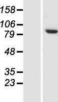 NELFCD / TH1L / TH1 Protein - Western validation with an anti-DDK antibody * L: Control HEK293 lysate R: Over-expression lysate