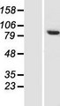 NELFCD / TH1L / TH1 Protein - Western validation with an anti-DDK antibody * L: Control HEK293 lysate R: Over-expression lysate