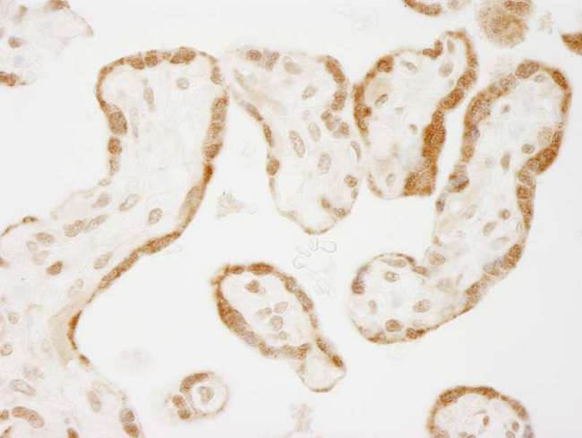 NELFE / RD / RDBP Antibody - Detection of Human NELFE by Immunohistochemistry. Sample: FFPE section of human placenta. Antibody: Affinity purified rabbit anti-NELFE used at a dilution of 1:250.