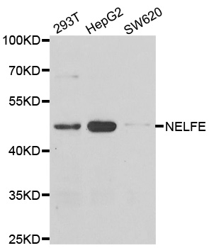 NELFE / RD / RDBP Antibody - Western blot analysis of extracts of various cell lines.