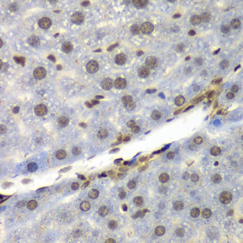 NELFE / RD / RDBP Antibody - Immunohistochemistry of paraffin-embedded mouse liver tissue.