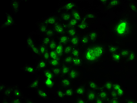 NELFE / RD / RDBP Antibody - Immunofluorescence analysis of U20S cells.