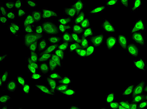 NELFE / RD / RDBP Antibody - Immunofluorescence analysis of A-549 cells using NELFE antibody.
