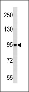 NELL1 Antibody - NELL1 Antibody western blot of HL-60 cell line lysates (35 ug/lane). The NELL1 antibody detected the NELL1 protein (arrow).