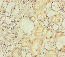 NELL1 Antibody - Immunohistochemistry of paraffin-embedded human kidney tissue at dilution of 1:100