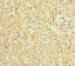 NELL1 Antibody - Immunohistochemistry of paraffin-embedded human liver tissue at dilution of 1:100