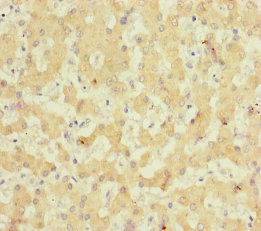 NELL1 Antibody - Immunohistochemistry of paraffin-embedded human liver tissue at dilution of 1:100