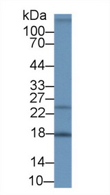 NENF / Neudesin Antibody - Western Blot; Sample: Mouse Uterus lysate; Primary Ab: 1µg/ml Rabbit Anti-Human NENF Antibody Second Ab: 0.2µg/mL HRP-Linked Caprine Anti-Rabbit IgG Polyclonal Antibody