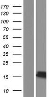 NENF / Neudesin Protein - Western validation with an anti-DDK antibody * L: Control HEK293 lysate R: Over-expression lysate