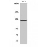 NEP / DDR1 Antibody - Western blot of DDR1 antibody