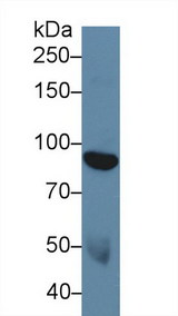 NEP / DDR1 Antibody