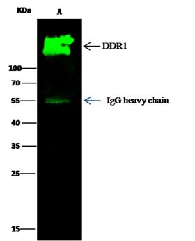 NEP / DDR1 Antibody - DDR1 was immunoprecipitated using: Lane A: 0.5 mg MCF-7 Whole Cell Lysate. 2 uL anti-DDR1 rabbit monoclonal antibody and 15 ul of 50% Protein G agarose. Primary antibody: Anti-DDR1 rabbit monoclonal antibody, at 1:200 dilution. Secondary antibody: Dylight 800-labeled antibody to rabbit IgG (H+L), at 1:5000 dilution. Developed using the odssey technique. Performed under reducing conditions. Predicted band size: 101 kDa. Observed band size: 130 kDa.