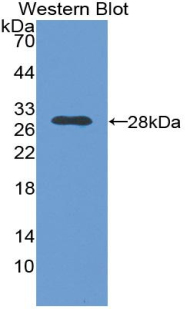 Nerve Growth Factor Antibody - Western blot of recombinant NGF.  This image was taken for the unconjugated form of this product. Other forms have not been tested.