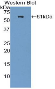 NES / Nestin Antibody - Western blot of recombinant Nestin.  This image was taken for the unconjugated form of this product. Other forms have not been tested.