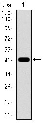 NES / Nestin Antibody - Western blot using NES monoclonal antibody against human NES recombinant protein. (Expected MW is 44.1 kDa)