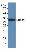 NES / Nestin Antibody - Western Blot; Sample: Recombinant NES, Human.