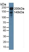 NES / Nestin Antibody - Western Blot; Sample: Rat Heart Tissue.