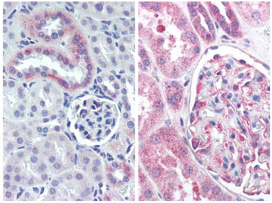 NES / Nestin Antibody - Immunohistochemistry with Anti-nestin antibody Tissue: mouse kidney (Left) and human kidney (Right). Fixation: formalin-fixed, paraffin-embedded tissue Antigen retrieval: heat-induced Primary antibody: 5 µg/ml Staining: antibody as precipitated red signal with a hematoxylin purple nuclear counterstain.