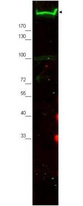 NES / Nestin Antibody - Western blot using the Affinity Purified anti-Nestin antibody shows detection of a band ~220 kDa corresponding to mouse Nestin (arrowhead). Approximately 30 µg of MEF whole cell lysate was separated by SDS-PAGE using a 4-20% gradient gel. After transfer onto nitrocellulose, the membrane was blocked and then probed with the primary antibody diluted to 1:2,000 overnight at 4°C. The membrane was then washed and reacted with a 1:10,000 dilution of conjugated Gt-a-Rabbit IgG [H&L] MX for 45 min at room temperature. fluorescence image was captured using the Odyssey Infrared Imaging System developed by LI-COR.  Other detection systems will yield similar results.