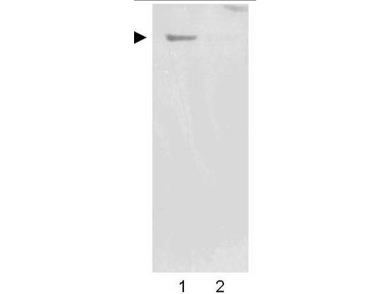 NES / Nestin Antibody - Western blot using the Affinity Purified anti-Nestin antibody shows detection of a band ~220 kDa corresponding to human Nestin (arrowhead). Undifferentiated HCN-1A human brain cortical neuron neuronal progenitor lysate (lane 1), or differentiated HCN-1A human brain cortical neuron neuronal progenitor lysate (lane 2) were separated by SDS-PAGE using 4-20% gradient gel. After transfer onto nitrocellulose, the membrane was blocked and then probed with the primary antibody diluted to 1:2,000 overnight at 4°C. The membrane was then washed and reacted with a 1:10,000 dilution of peroxidase conjugated affinity purified Gt-a-Rabbit IgG [H&L] MX (611-1302) for 45 min at room temperature. Image was captured using film. Other detection systems will yield similar results.