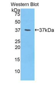 Nesfatin-1 Antibody - Western blot of recombinant Nesfatin-1.  This image was taken for the unconjugated form of this product. Other forms have not been tested.