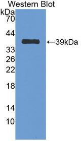 Nesfatin-1 Antibody - Western Blot; Sample: Recombinant protein.