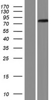 NET1 / ARHGEF8 Protein - Western validation with an anti-DDK antibody * L: Control HEK293 lysate R: Over-expression lysate