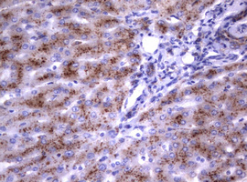 NEU1 / NEU Antibody - IHC of paraffin-embedded Human liver tissue using anti-NEU1 mouse monoclonal antibody.