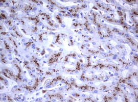 NEU1 / NEU Antibody - IHC of paraffin-embedded Human liver tissue using anti-NEU1 mouse monoclonal antibody.