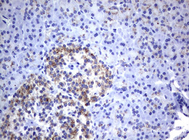 NEU1 / NEU Antibody - IHC of paraffin-embedded Human pancreas tissue using anti-NEU1 mouse monoclonal antibody.