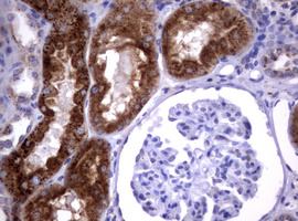 NEU1 / NEU Antibody - IHC of paraffin-embedded Human Kidney tissue using anti-NEU1 mouse monoclonal antibody.