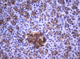 NEU1 / NEU Antibody - IHC of paraffin-embedded Human pancreas tissue using anti-NEU1 mouse monoclonal antibody.